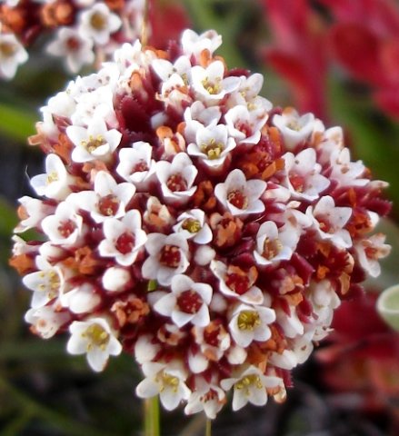 Crassula setulosa var. rubra flowers